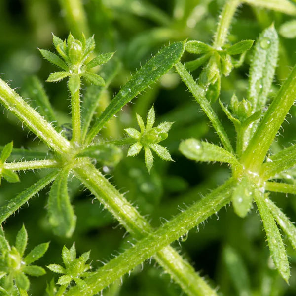Cleavers Aerial Parts