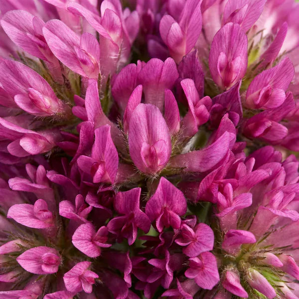 Red Clover Blossom Extract